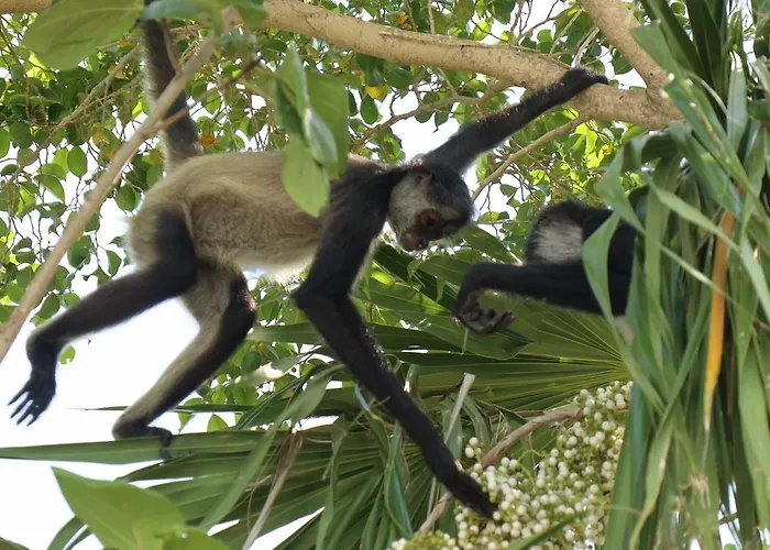 Casa Tzalam Selva Acomodação com café da manhã 