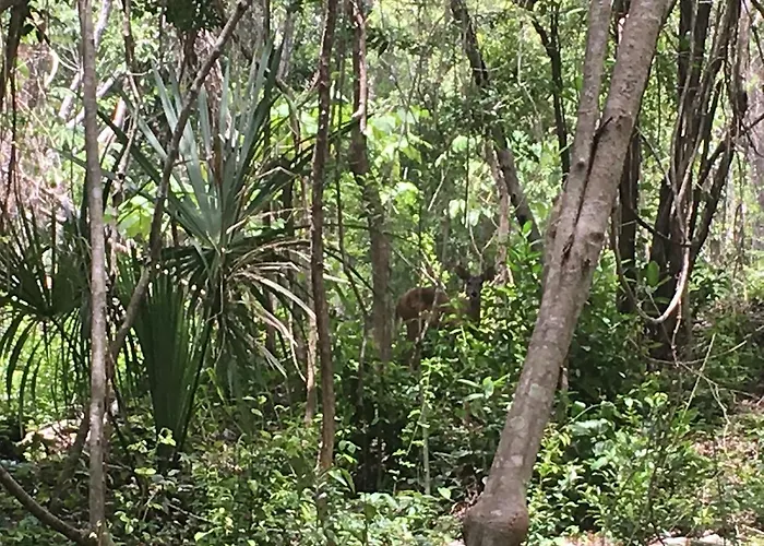 Casa Tzalam Selva Acomodação com café da manhã 